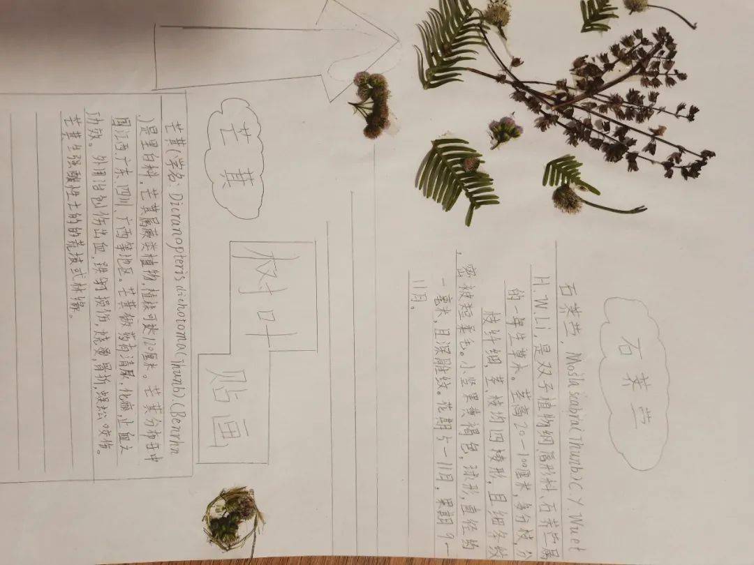 婆家一肖的独特文化密码|精选解释解析落实,婆家一肖的独特文化密码，解析与落实精选