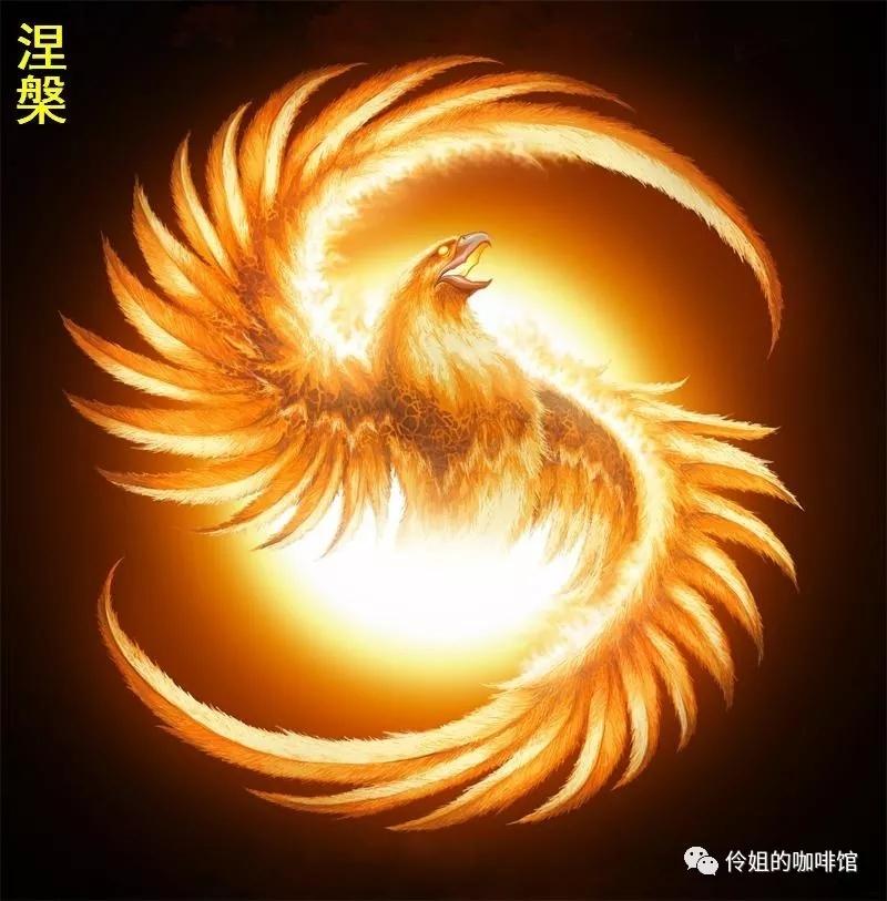 四不像正版资料凤凰|精选解释解析落实,四不像正版资料凤凰，精选解释解析与落实的重要性