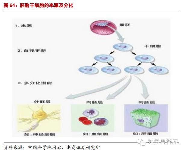 2020年干细胞最新治疗公布,2020年干细胞最新治疗公布，重塑生命的希望之光